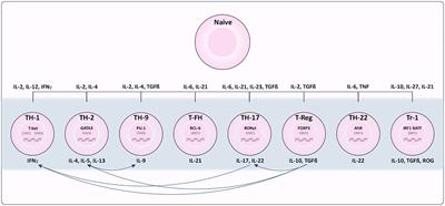 Unlocking the Role of Exercise on CD4+ T Cell Plasticity